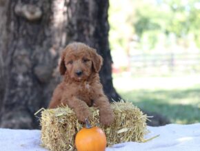 Annabelle at Cumberland Kennels, LLC