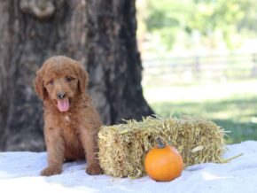 Annabelle at Cumberland Kennels, LLC