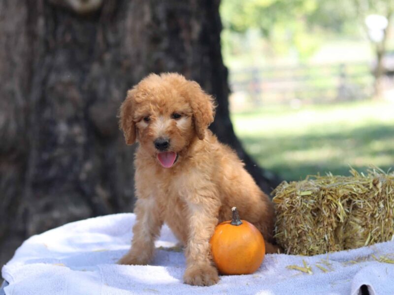 Aris, a apricot F1b-Irishdoodle puppy in Kentucky.