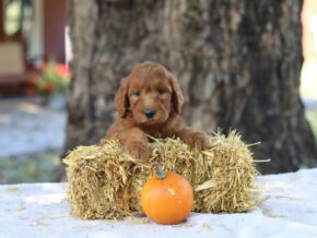 Ashly at Cumberland Kennels, LLC