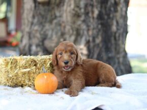 Ashly at Cumberland Kennels, LLC
