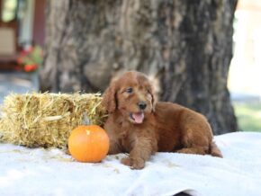 Ashly at Cumberland Kennels, LLC