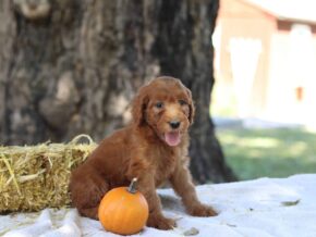 Ashly at Cumberland Kennels, LLC