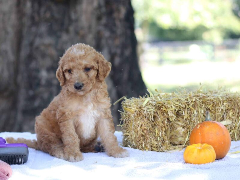 Ashton, a F1b-Irishdoodle puppy in Kentucky.