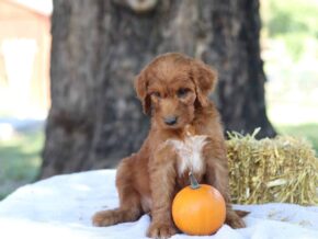 Athena at Cumberland Kennels, LLC