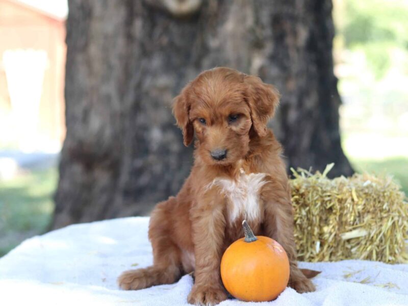 Athena, a apricot F1b-Irishdoodle puppy in Kentucky.