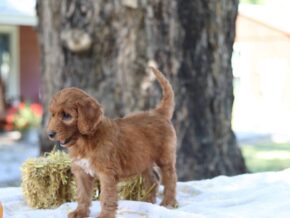 Athena at Cumberland Kennels, LLC