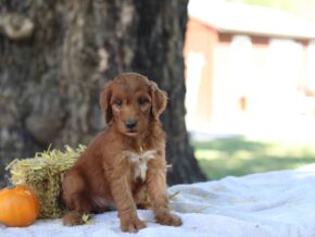 Athena at Cumberland Kennels, LLC