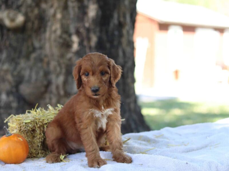 Athena, a apricot F1b-Irishdoodle puppy in Kentucky.