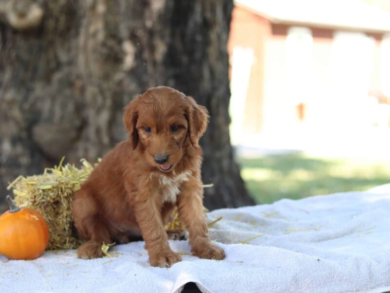 Athena, a apricot F1b-Irishdoodle puppy in Kentucky.