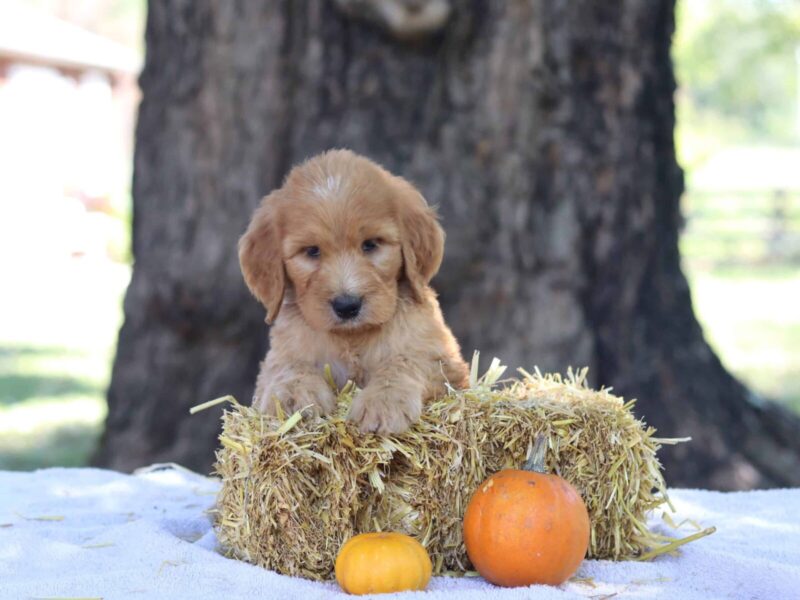 Axel, a F1b-Irishdoodle puppy in Kentucky.
