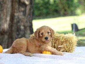 Eagle at Cumberland Kennels, LLC