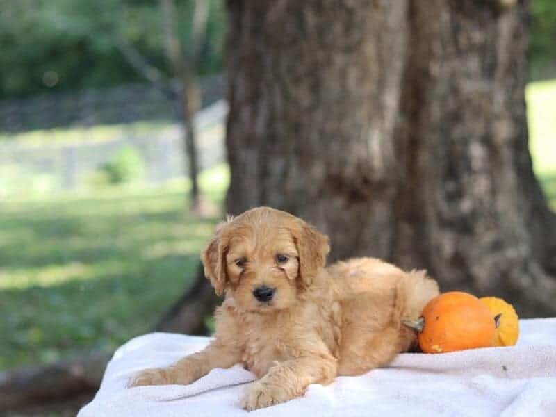 Eagle, a F1b-Irishdoodle puppy in Kentucky.