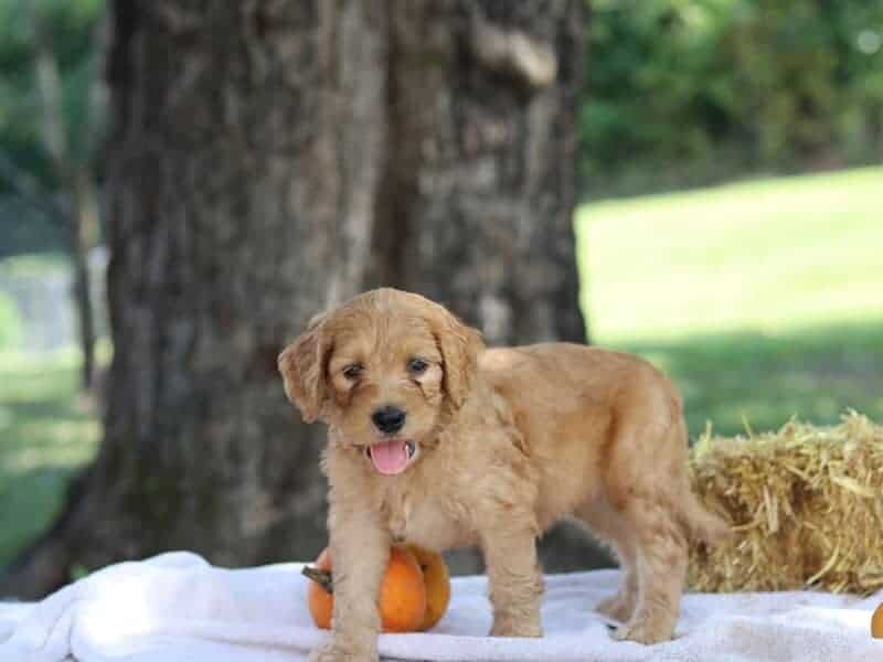 Eagle, a F1b-Irishdoodle puppy in Kentucky.