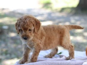 Eclipsa at Cumberland Kennels, LLC