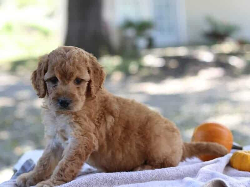 Eclipsa, a F1b-Irishdoodle puppy in Kentucky.