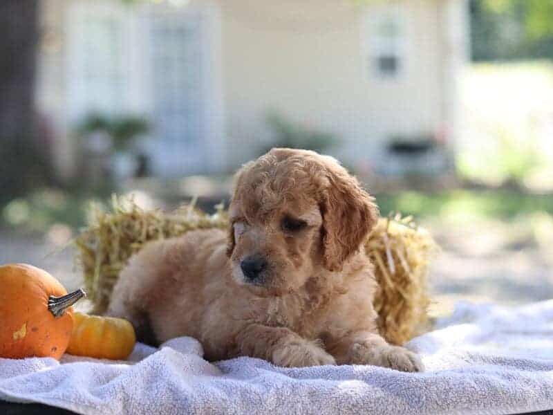 Eclipsa, a F1b-Irishdoodle puppy in Kentucky.