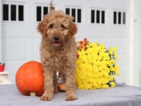 English at Cumberland Kennels, LLC