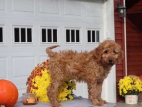 English at Cumberland Kennels, LLC