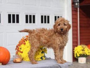 English at Cumberland Kennels, LLC