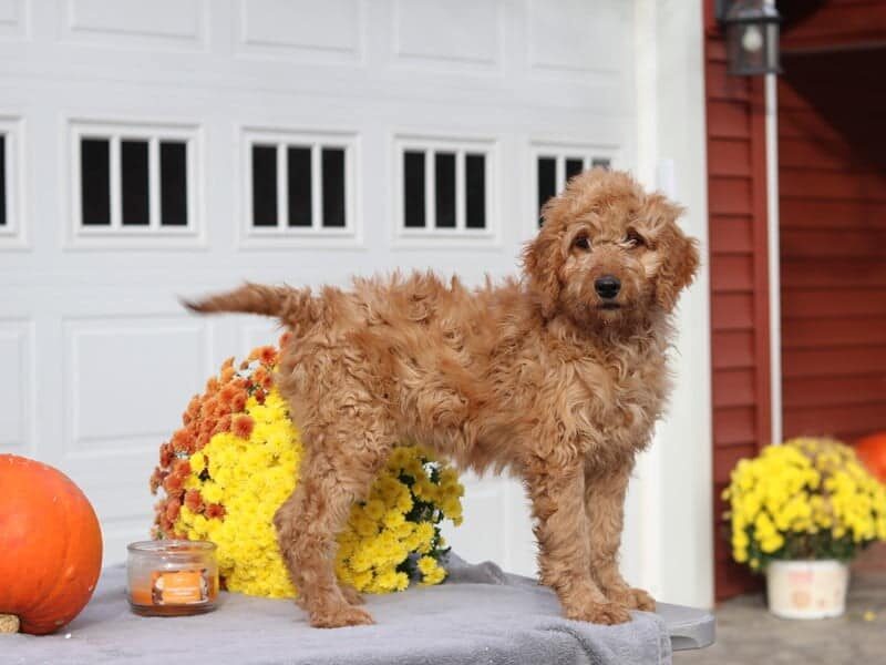 English, a F1b-Irishdoodle puppy in Kentucky.