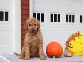 English at Cumberland Kennels, LLC
