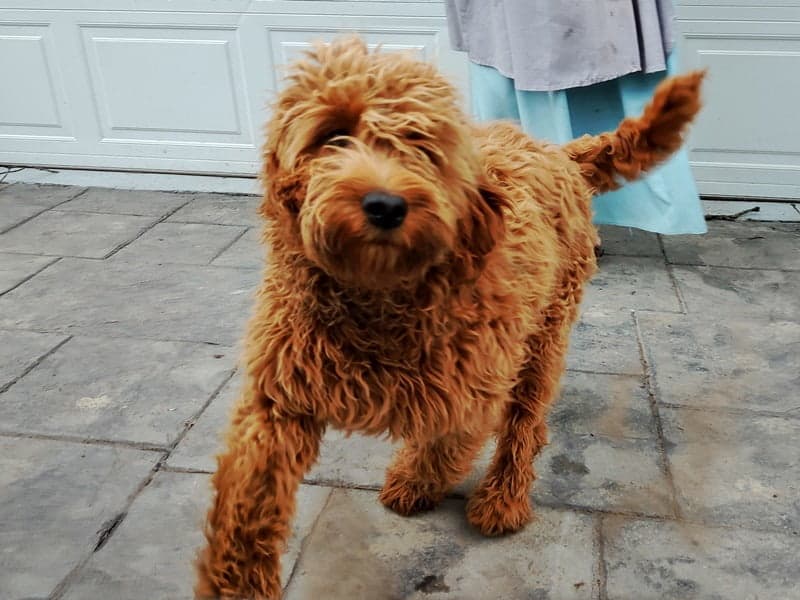 Finding Adorable Irishdoodles For Sale In Kentucky