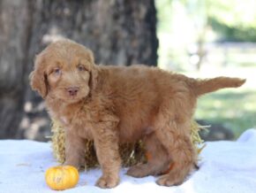 Aarav at Cumberland Kennels, LLC