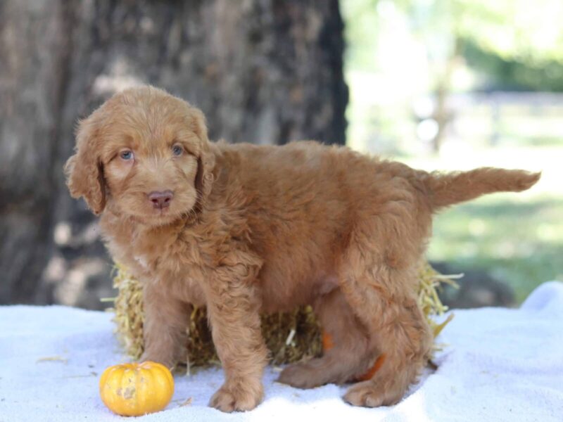Aarav, a apricot F1b-Irishdoodle puppy in Kentucky.