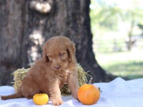 Aarav at Cumberland Kennels, LLC