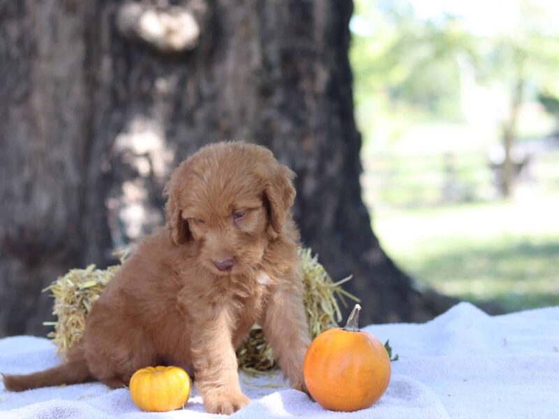 Aarav, a apricot F1b-Irishdoodle puppy in Kentucky.