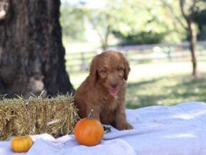 Aarav at Cumberland Kennels, LLC