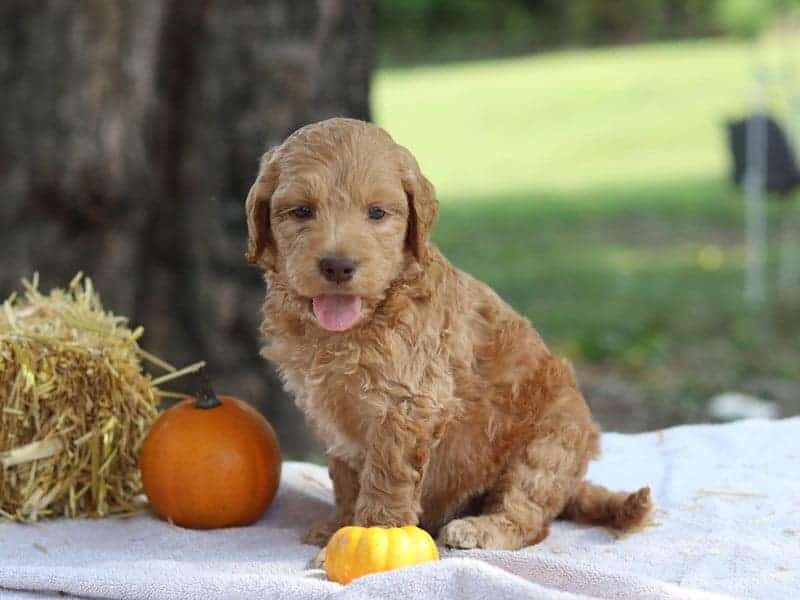 Eager, a F1b-Irishdoodle puppy in Kentucky.
