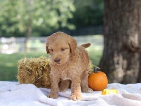 Eager at Cumberland Kennels, LLC
