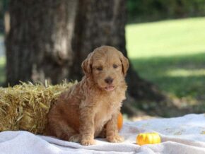 Eager at Cumberland Kennels, LLC