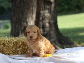 Eager at Cumberland Kennels, LLC