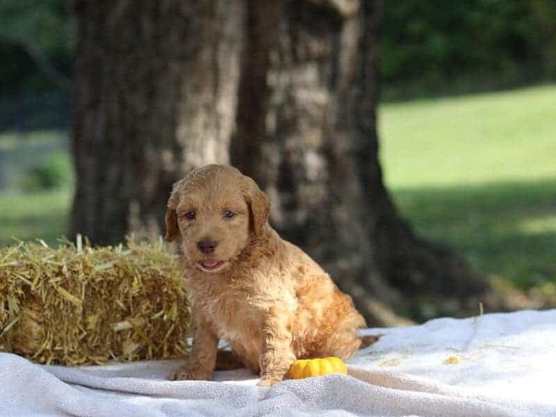 Eager, a F1b-Irishdoodle puppy in Kentucky.