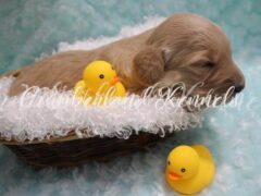 Photo4 for Poncho