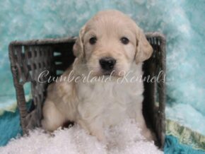 Photo of Poncho