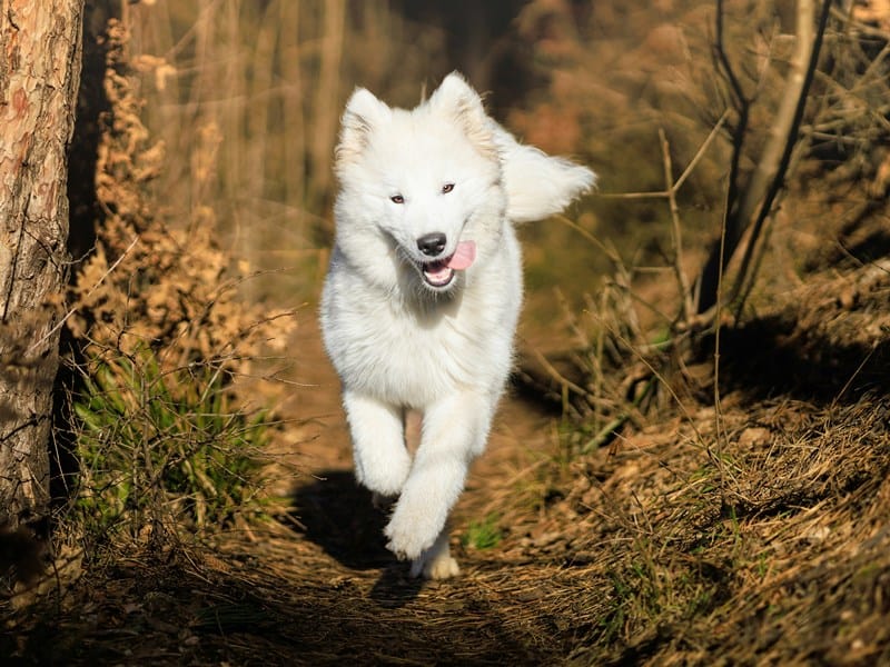 Samoyed Puppies For Sale: Your Next Companion